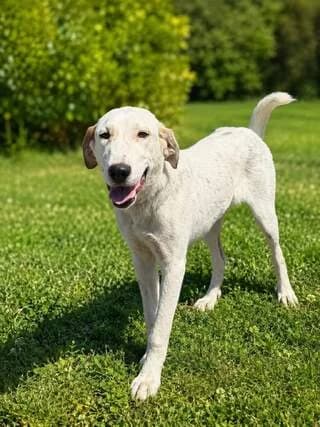 ♥️Leyki ♥️ (♥️Λευκή ♥️), female puppy Mixed Breed for adoption at Dogs Voice, Athens
