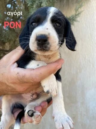 RON (ΡΟΝ), male puppy Mixed Breed for adoption at Dogs Voice, Athens