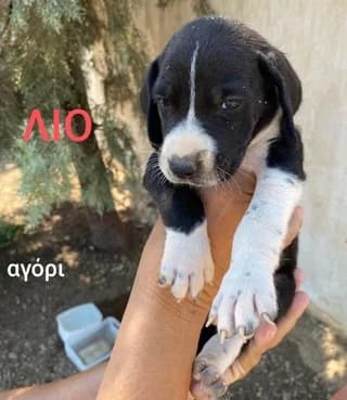 LIO (ΛΙΟ), male puppy Mixed Breed for adoption at Dogs Voice, Athens