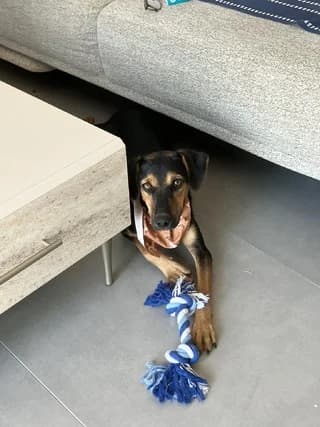 Basboussa, female puppy Mixed Breed for adoption at Dogs Voice, Athens