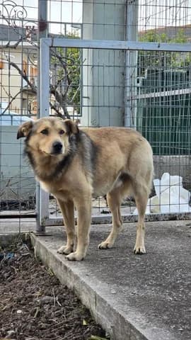 Sinamon (Σίναμον), male 3yo Mixed Breed for adoption at Dogs Voice, Athens