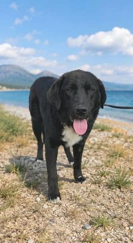 MAX, male young Mixed Breed for adoption at Dogs Voice, Athens