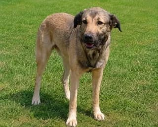 KING, male young Mixed Breed for adoption at Dogs Voice, Athens