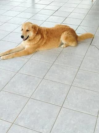 Fili, female 7yo Mixed Breed for adoption at Dogs Voice, Athens