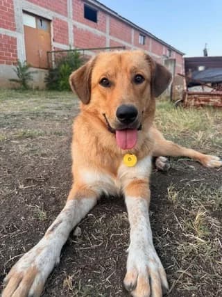 Fotis (Φώτης), male puppy Mixed Breed for adoption at Dogs Voice, Athens