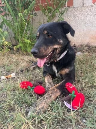 Thanos (Θάνος), male puppy Mixed Breed for adoption at Dogs Voice, Athens