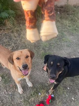 Fotis & Thanos (Φώτης & Θάνος), male puppy Mixed Breed for adoption at Dogs Voice, Athens