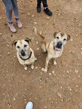 Pegky k Marlon (Πέγκυ κ Μαρλον),  7yo Mixed Breed for adoption at Dogs Voice, Athens