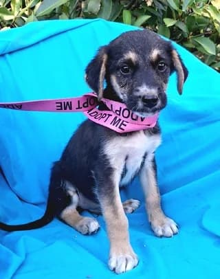 Mars, male puppy Mixed Breed for adoption at Dogs Voice, Athens