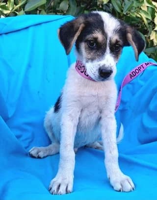 Neptune, male puppy Mixed Breed for adoption at Dogs Voice, Athens