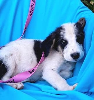 Saturn, male puppy Mixed Breed for adoption at Dogs Voice, Athens