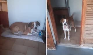 ROKYS (ΡΟΚΥΣ), male young Mixed Breed for adoption at Dogs Voice, Athens