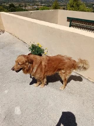 Prince 5 eton (Prince 5 ετών), male 7yo Mixed Breed for adoption at Dogs Voice, Athens