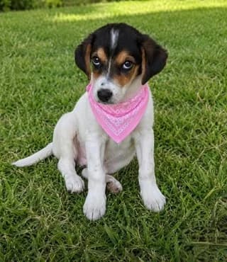 Troyfa (Τρούφα), female puppy Mixed Breed for adoption at Dogs Voice, Athens