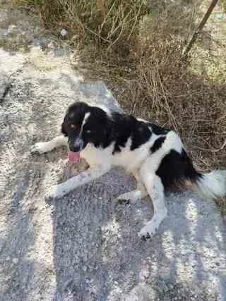 Mpoympis (Μπούμπης), male young Mixed Breed for adoption at Dogs Voice, Athens