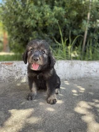 Frida, female puppy Mixed Breed for adoption at Dogs Voice, Athens