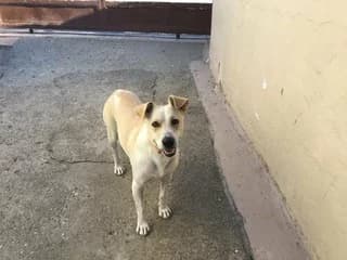 Lola (Λόλα), female young Mixed Breed for adoption at Dogs Voice, Athens