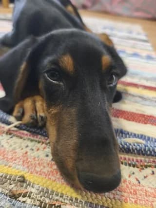 Markos (Μάρκος), male puppy Mixed Breed for adoption at Dogs Voice, Athens