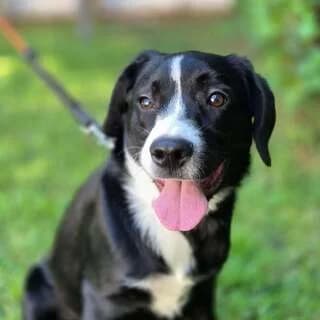 MAXIMOS (ΜΑΞΙΜΟΣ), male puppy Mixed Breed for adoption at Dogs Voice, Athens
