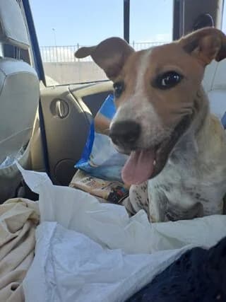 Ntaizy (Νταιζυ), female puppy Mixed Breed for adoption at Dogs Voice, Athens