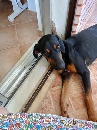 Ntomperman (Ντόμπερμαν), male puppy Mixed Breed for adoption at Dogs Voice, Athens