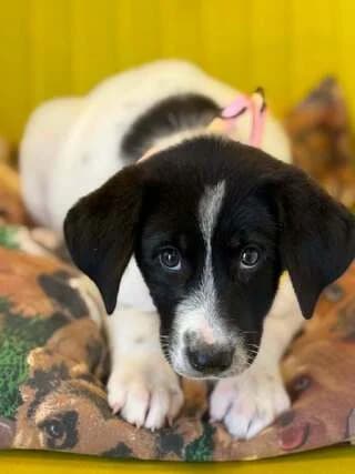 rika (ρικα), female puppy Mixed Breed for adoption at Dogs Voice, Athens