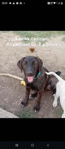 LACTA, female puppy Mixed Breed for adoption at Dogs Voice, Athens