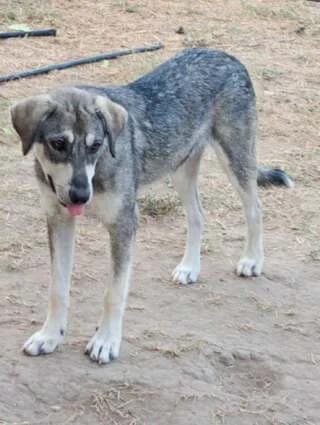 GREY, female puppy Mixed Breed for adoption at Dogs Voice, Athens