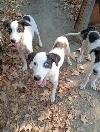 PUPPIES, male puppy Mixed Breed for adoption at Dogs Voice, Athens