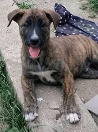 Tigraki (Τιγράκι), male puppy Mixed Breed for adoption at Dogs Voice, Athens