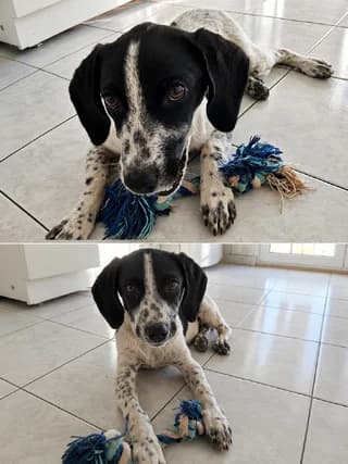 Fakida (Φακίδα), female puppy Mixed Breed for adoption at Dogs Voice, Athens