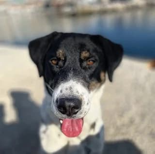 Filippos (Φίλιππος), male 3yo Mixed Breed for adoption at Dogs Voice, Athens