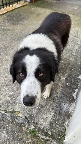 DOXA (ΔΟΞΑ), female 3yo Mixed Breed for adoption at Dogs Voice, Athens