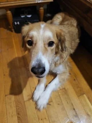 Bobby, male 7yo Mixed Breed for adoption at Dogs Voice, Athens