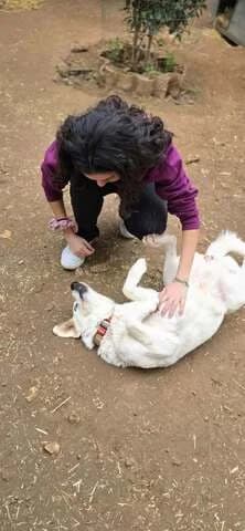 Zoi (Ζωή), female 3yo Mixed Breed for adoption at Dogs Voice, Athens