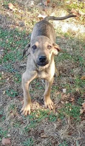 Mikroylis (Μικρούλης), male puppy Mixed Breed for adoption at Dogs Voice, Athens