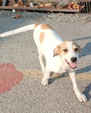 Mpompos (Μπόμπος), male puppy Mixed Breed for adoption at Dogs Voice, Athens