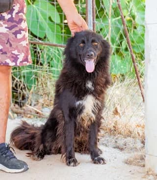 Nera (Νέρα), female 3yo Mixed Breed for adoption at Dogs Voice, Athens