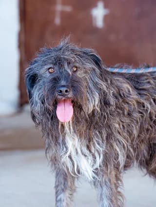 Ser Mpiskoyit (Σερ Μπίσκουιτ), male 3yo Mixed Breed for adoption at Dogs Voice, Athens