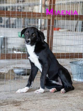 Melenia (Μελένια), female 3yo Mixed Breed for adoption at Dogs Voice, Athens