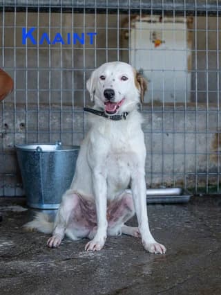 Klaint (Κλάιντ), male 3yo Mixed Breed for adoption at Dogs Voice, Athens