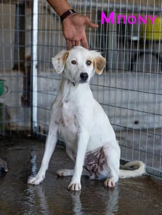 Mpony (Μπόνυ), female 3yo Mixed Breed for adoption at Dogs Voice, Athens