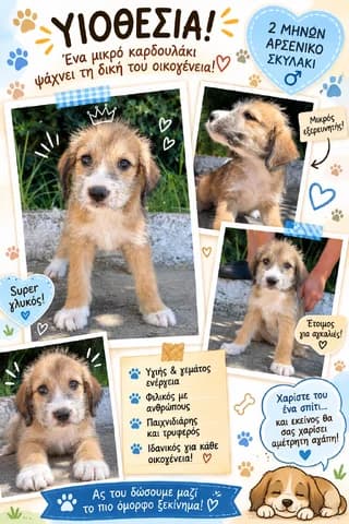 Fotis, male puppy Mixed Breed for adoption at Dogs Voice, Athens