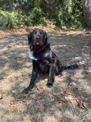 Rap (Ραπ), male 3yo Mixed Breed for adoption at Dogs Voice, Athens