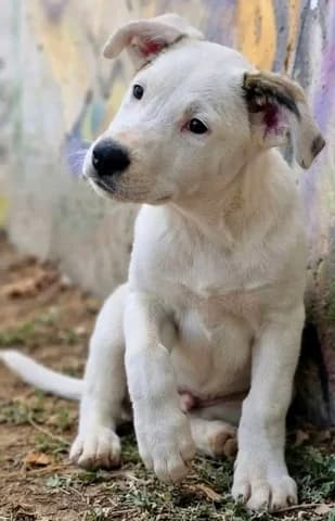 Jerry, male puppy Mixed Breed for adoption at Dogs Voice, Athens