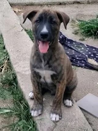 Koytavotigraki (Κουταβοτιγράκι), male puppy Mixed Breed for adoption at Dogs Voice, Athens