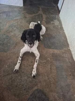 Prince, male puppy Mixed Breed for adoption at Dogs Voice, Athens