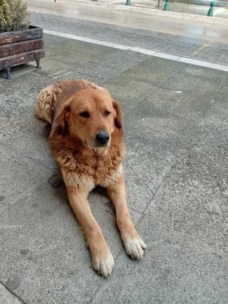 Choris Onoma (Χωρις Ονομα), male 3yo Mixed Breed for adoption at Dogs Voice, Athens