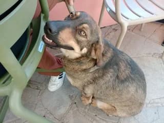 ADE - Sara (ΑΔΕ - Σάρα), female 3yo Mixed Breed for adoption at Dogs Voice, Athens