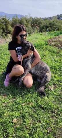 Zina (Ζίνα), female 7yo Mixed Breed for adoption at Dogs Voice, Athens